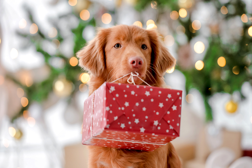 Unique Pet Gift Basket Ideas for Pet Lovers